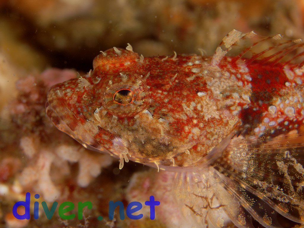 Artedius corallinus (Coralline Sculpin)