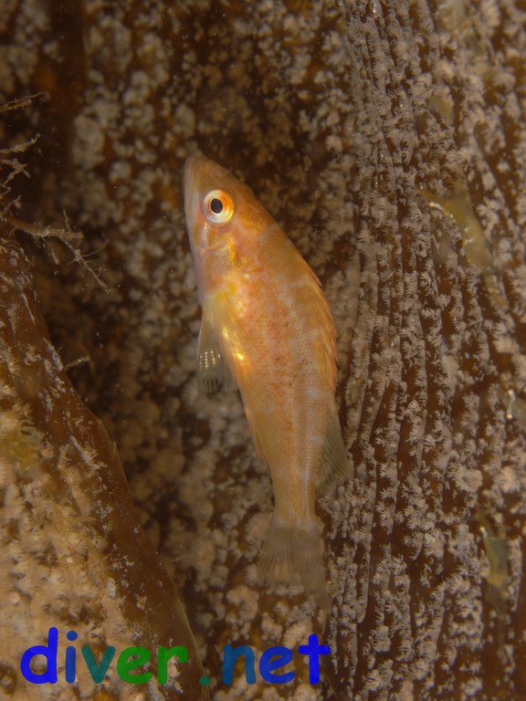 A juvenile Sebastes atrovirens (Kelp Rockfish) trying to hide in the Macrocystis pyrifera (Giant Kelp)