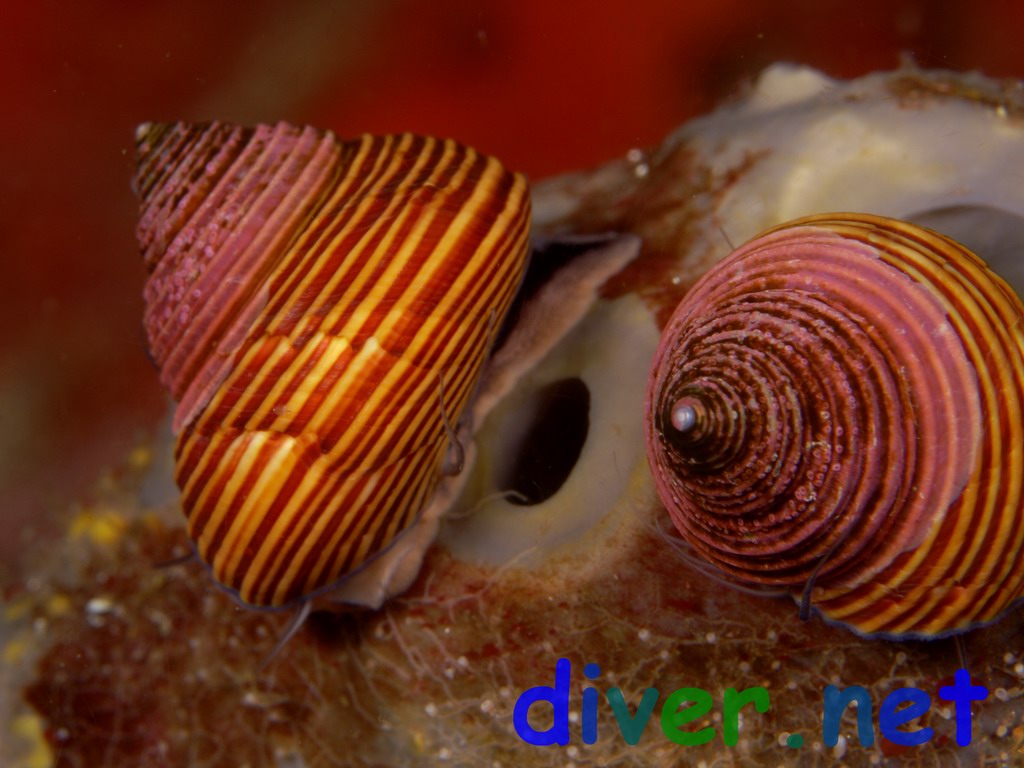 Calliostoma ligatum (Blue Top Snail,  Blue Top Shell, Costate Top Shell) on  Spheciospongia confoederata (Gray Moon Sponge)