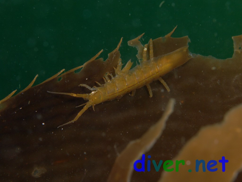 Idotea resecata (Kelp Isopods) mating on Macrocystis pyrifera (Giant Kelp) at San Miguel Island, California
