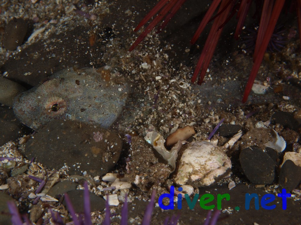 Artedius lateralis (Smoothhead Sculpin) burying itself with it's pectoral fins