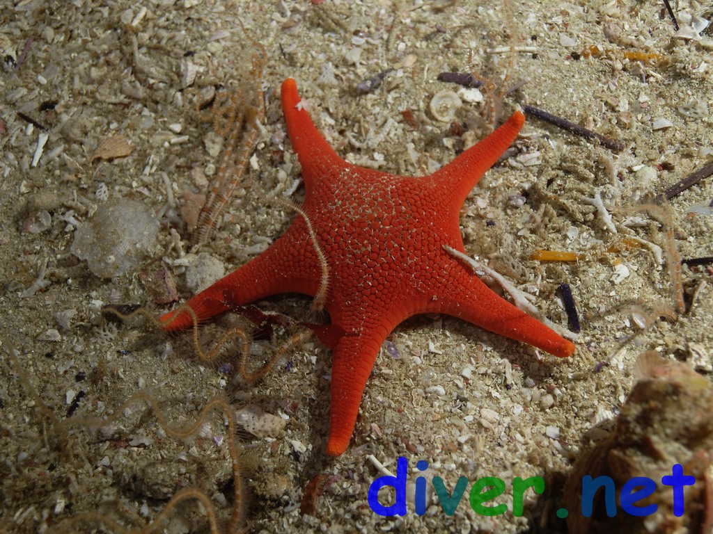 Mediaster aequalis (Vermilion Star, Red Sea Star) & Ophiopsila californica (Brittle Stars)