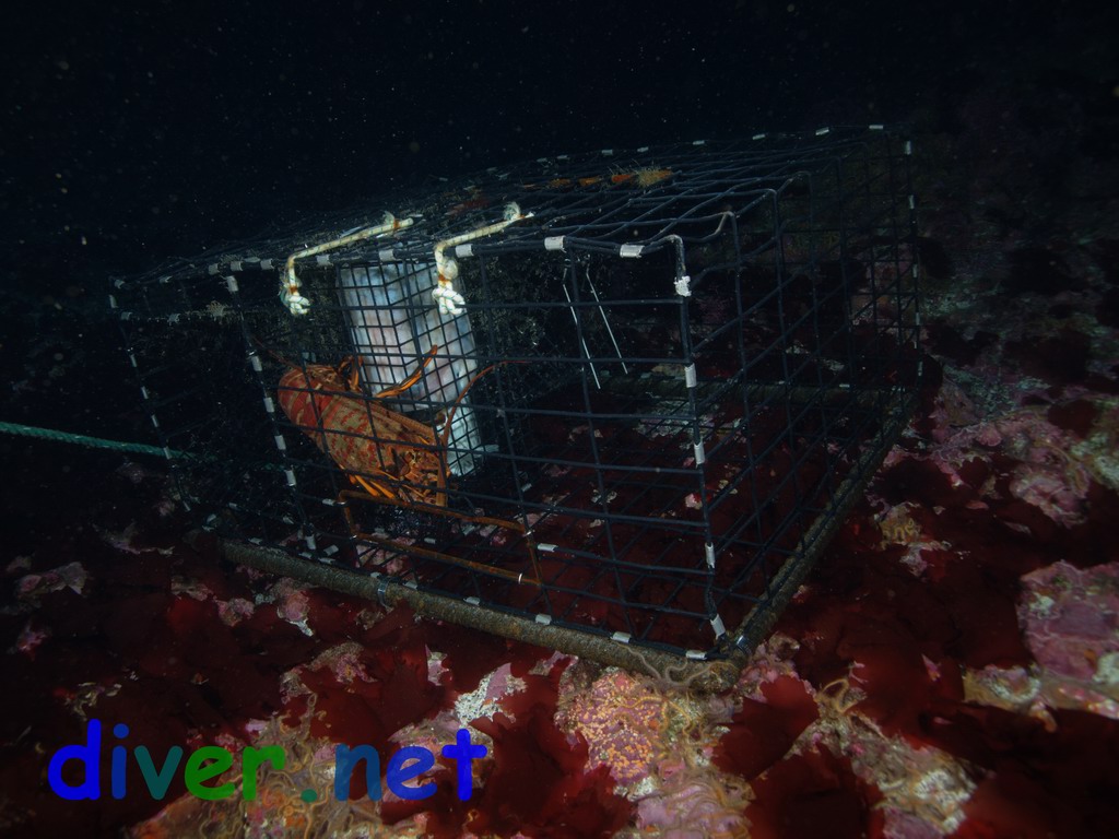 A Panulirus interruptus (California Spiny Lobster) in a trap sourrounded by Pugetia firma (Red Algae)