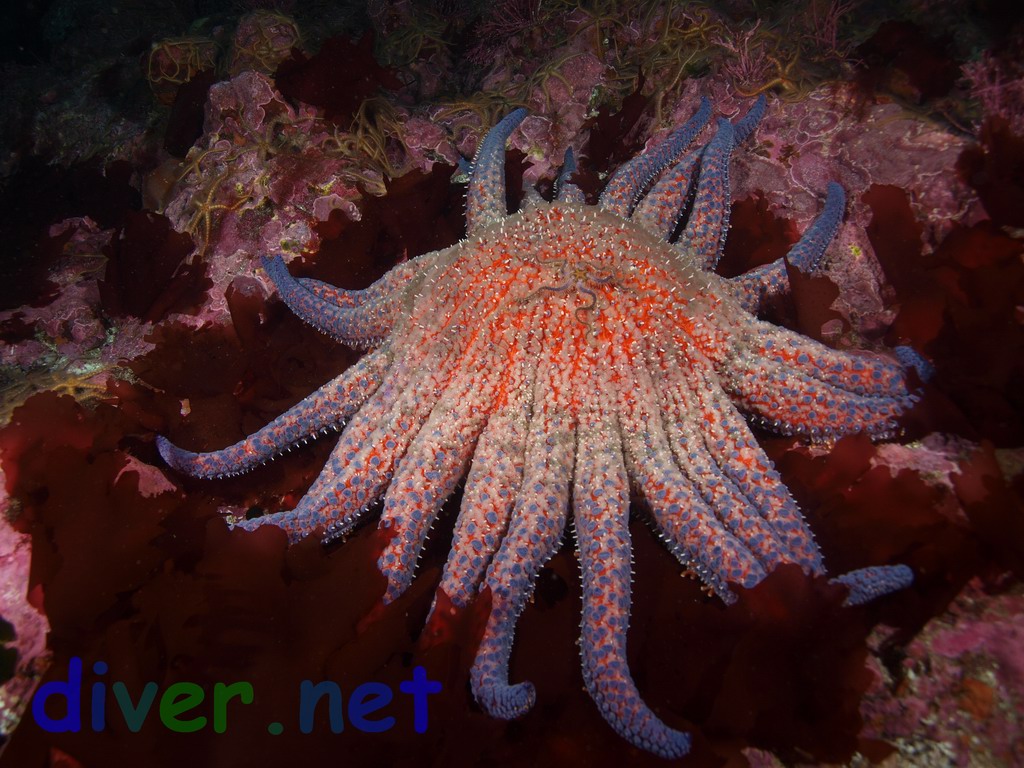 Pycnopodia helianthoides (Sunflower Sea Star) sourrounded by Pugetia firma (Red Algae)