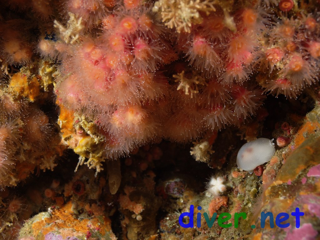 Coenocyathus bowersi (Colonial Cup Coral) and Berthella californica on the wall of the cave
