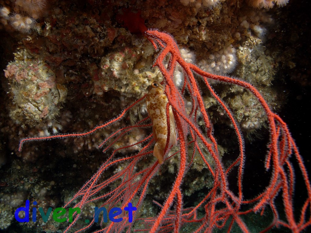 A Sebastes atrovirens (Kelp Rockfish) hiding in a Lophogorgia chilensis (Red Gorgonian) on the roof of the cave