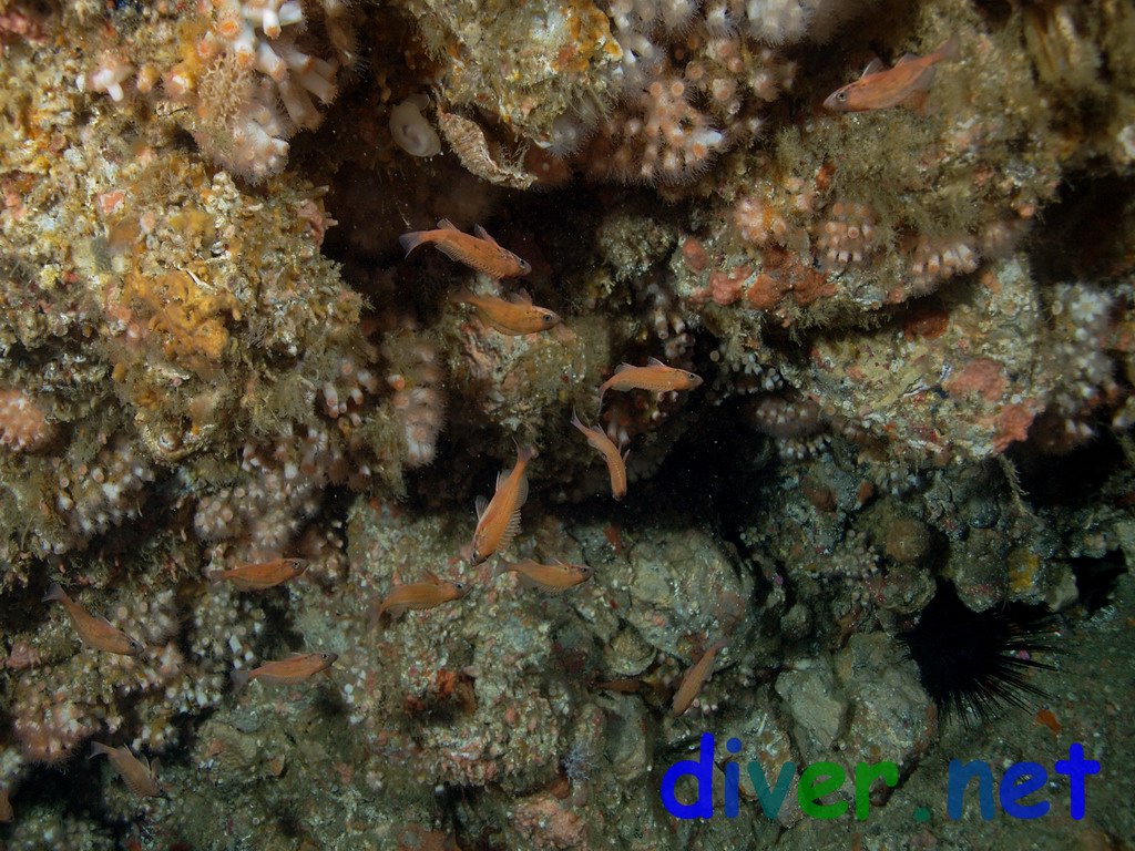 Upside down Sebastes hopkinsi (Squarespot Rockfish) hiding in the Coenocyathus bowersi (Colonial Cup Coral) on the roof of the cave