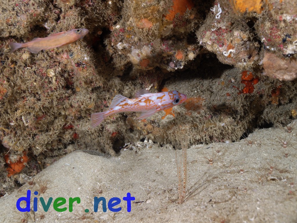 Ophiopsila californica (Brittle Star), Sebastes rosaceus (Rosy rockfish), and Sebastes hopkinsi (Squarespot Rockfish)