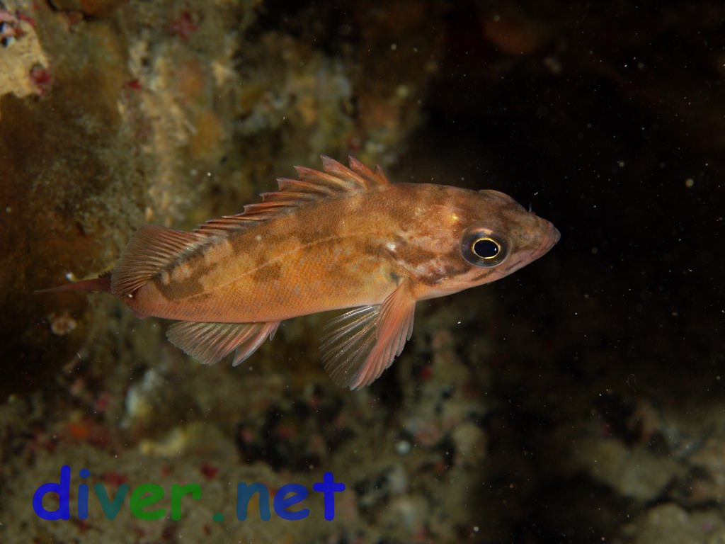Sebastes hopkinsi (Squarespot Rockfish)