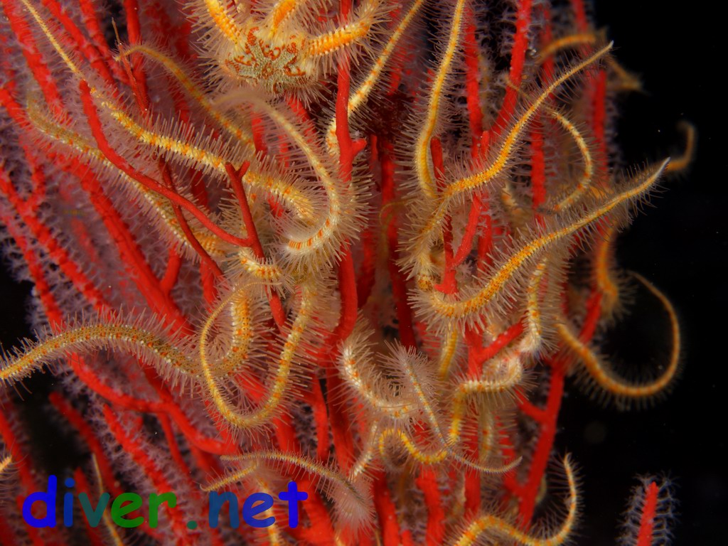 Ophiothrix spiculata (Spiny Brittle Star) on Lophogorgia chilensis (Red Gorgonian)