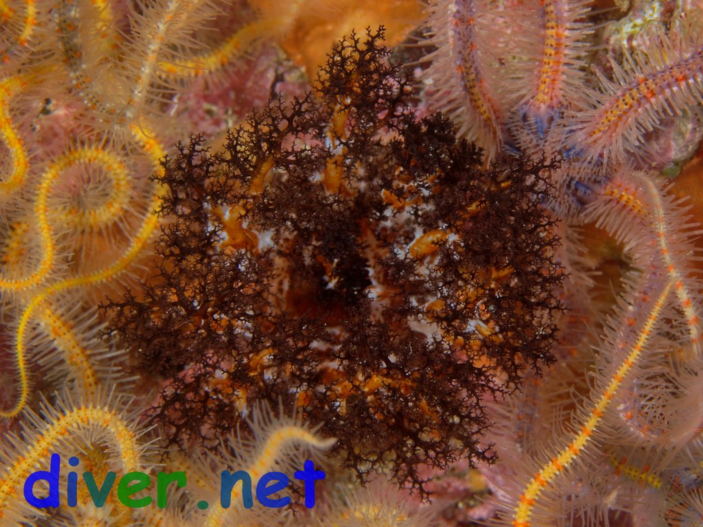 Cucumaria salma (Sea Cucumber) surrounded by Ophiothrix spiculata (Spiny Brittle Star)