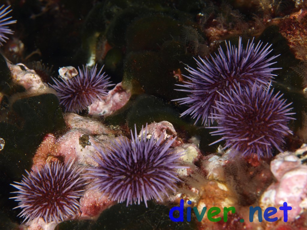 Strongylocentrotus purpuratus (Purplr Sea Urchin) & Codium setchellii