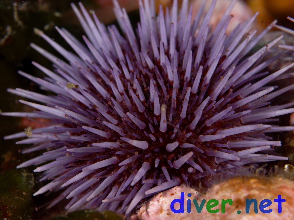 Strongylocentrotus purpuratus (Purplr Sea Urchin)