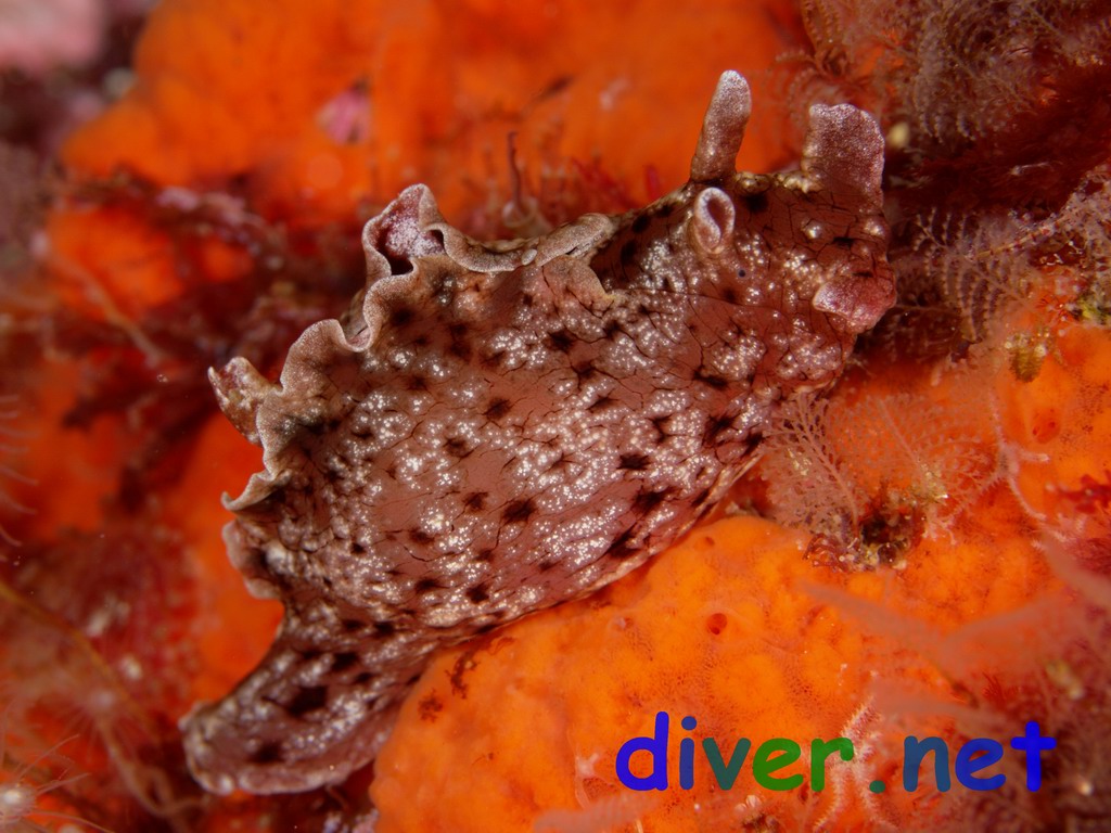 Aplysia californica (California Seahare) on Cyamon argon (Orange Sponge)