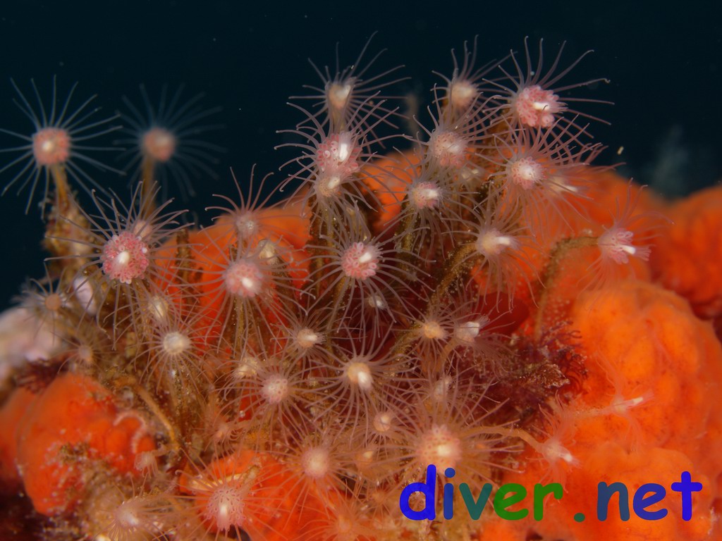 Ectopleura crocea (Pink-Mouthed Hydroid) surrounded by Cyamon argon (Orange Sponge)