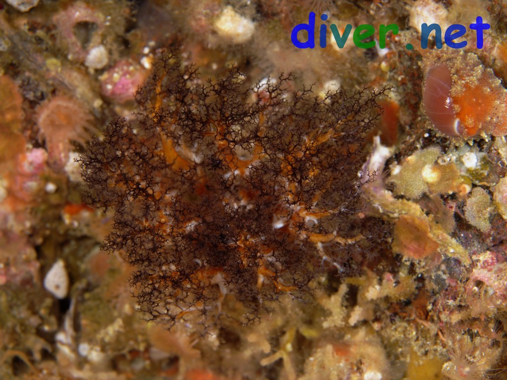 Cucumaria salma (Sea Cucumber)