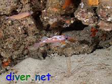 Ophiopsila californica (Brittle Star), Sebastes rosaceus (Rosy rockfish), & Sebastes hopkinsi (Squarespot Rockfish)