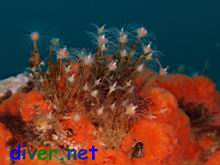 Ectopleura crocea (Pink-Mouthed Hydroid) sorrunded by Cyamon argon (Orange Sponge)