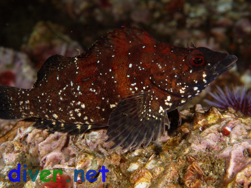 A male Oxylebius pictus (Painted Greenling) in dark breeding colors