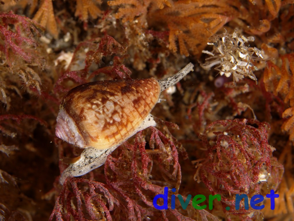  Conus californicus (California Cone shell) on Bugula neritina