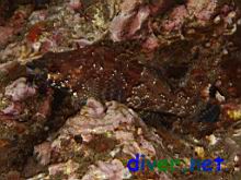 A Male Oxylebius pictus (Painted Greenling) in breeding colors