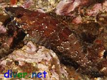 A Male Oxylebius pictus (Painted Greenling) in breeding colors