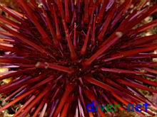 Strongylocentrotus franciscanus (Red Sea Urchin)