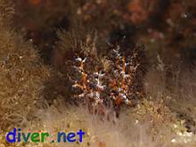 Octocoral rudyi & Cucumaria salma (Sea Cucumber)