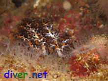 Octocoral rudyi & Cucumaria salma (Sea Cucumber)
