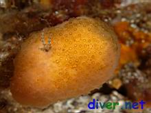 unknown compound tunicate