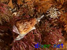 Conus californicus (California Cone shell) on Bugula neritina