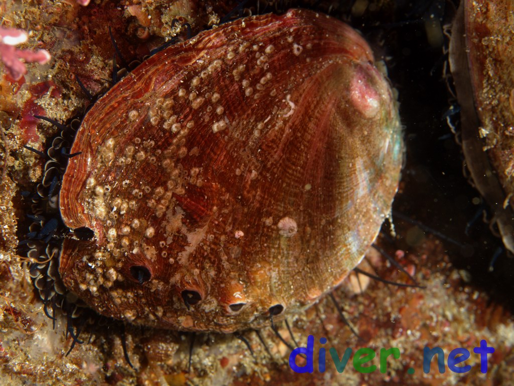 Juvenile Haliotis rufescens (Red Abalone)