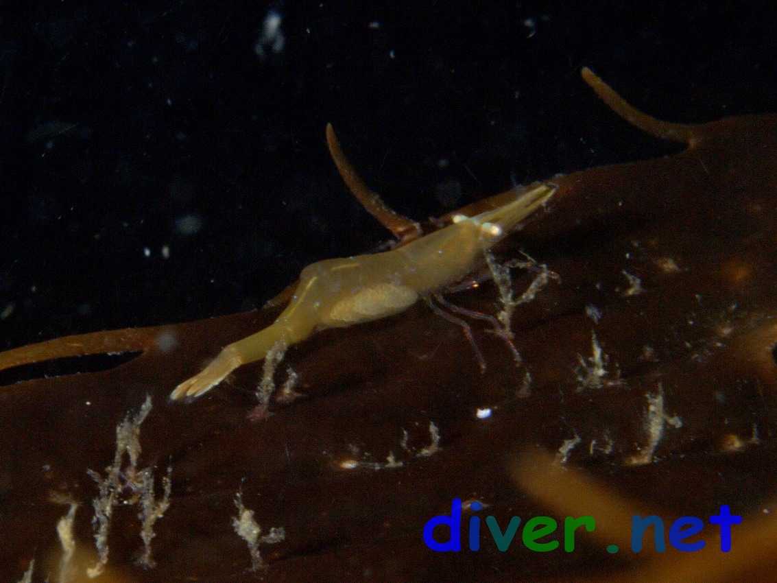 Hippolyte clarki (Kelp Humpback Shrimp) on Macrocystis pyrifera (Giant Kelp)