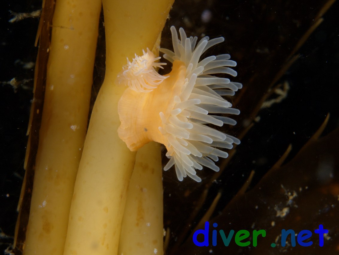 Epiactis prolifera (Brooding anemone) on Macrocystis pyrifera (Giant Kelp)