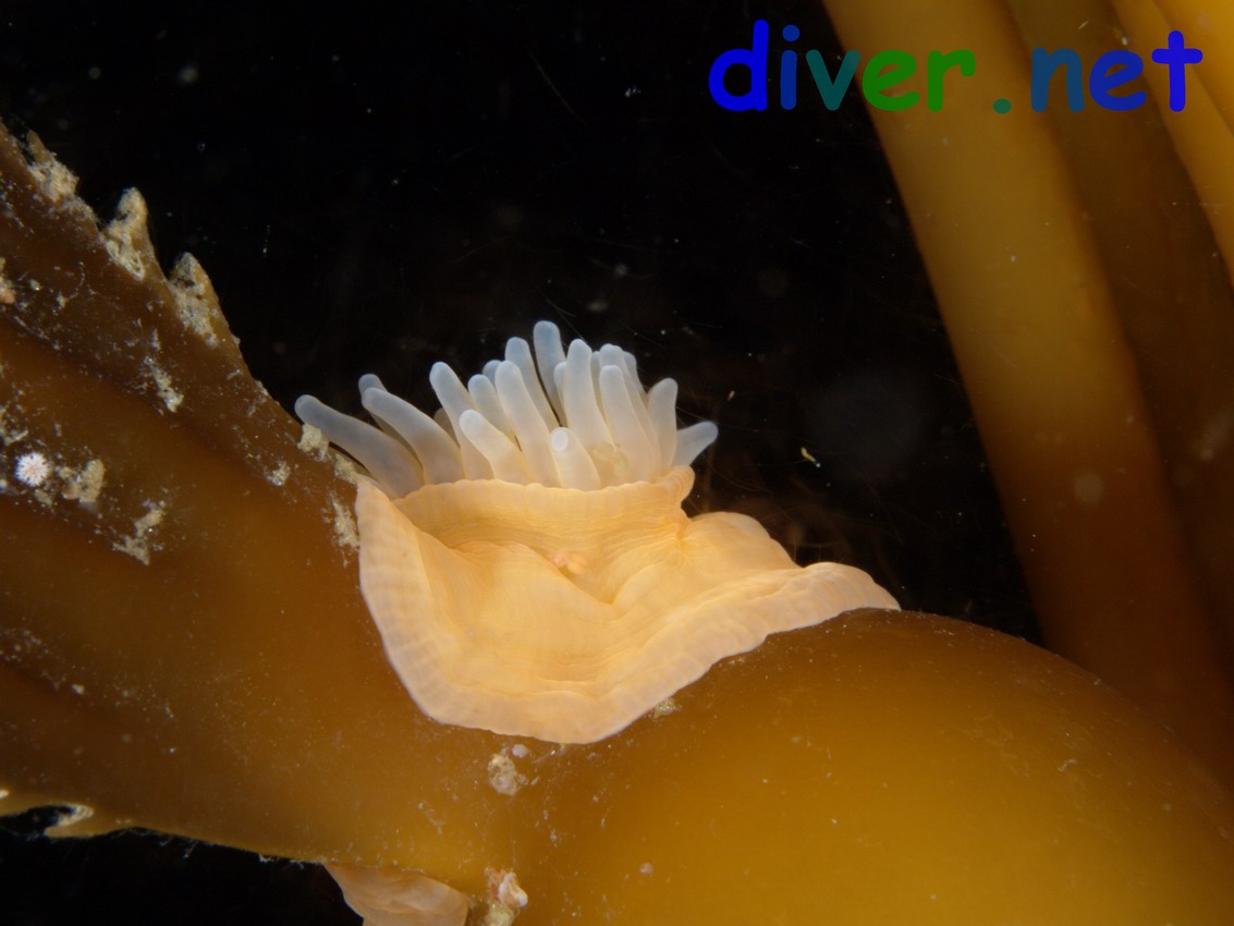 Epiactis prolifera (Brooding anemone) on Macrocystis pyrifera (Giant Kelp)