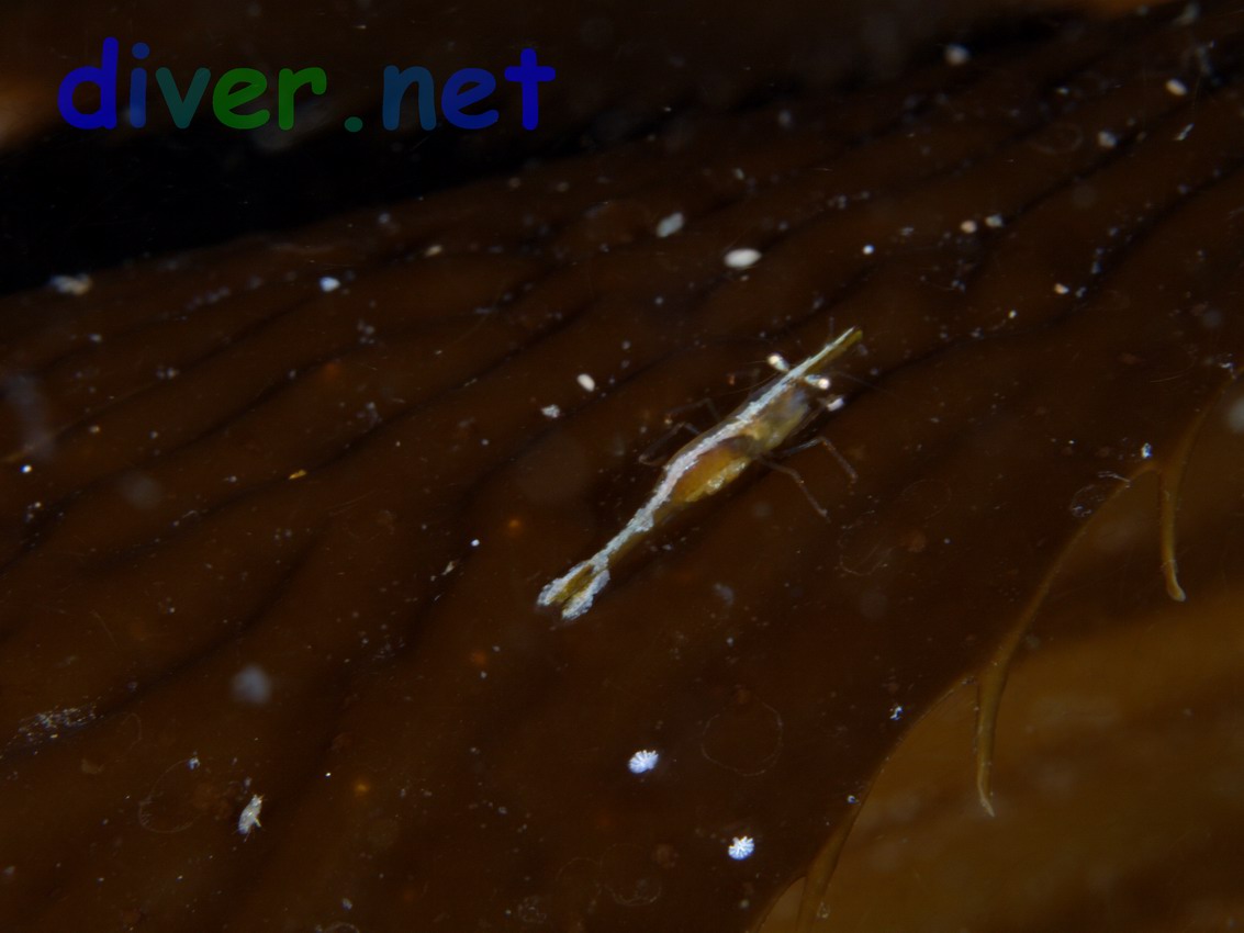 Hippolyte californiensis (California Green Shrimp) on Macrocystis pyrifera (Giant Kelp)