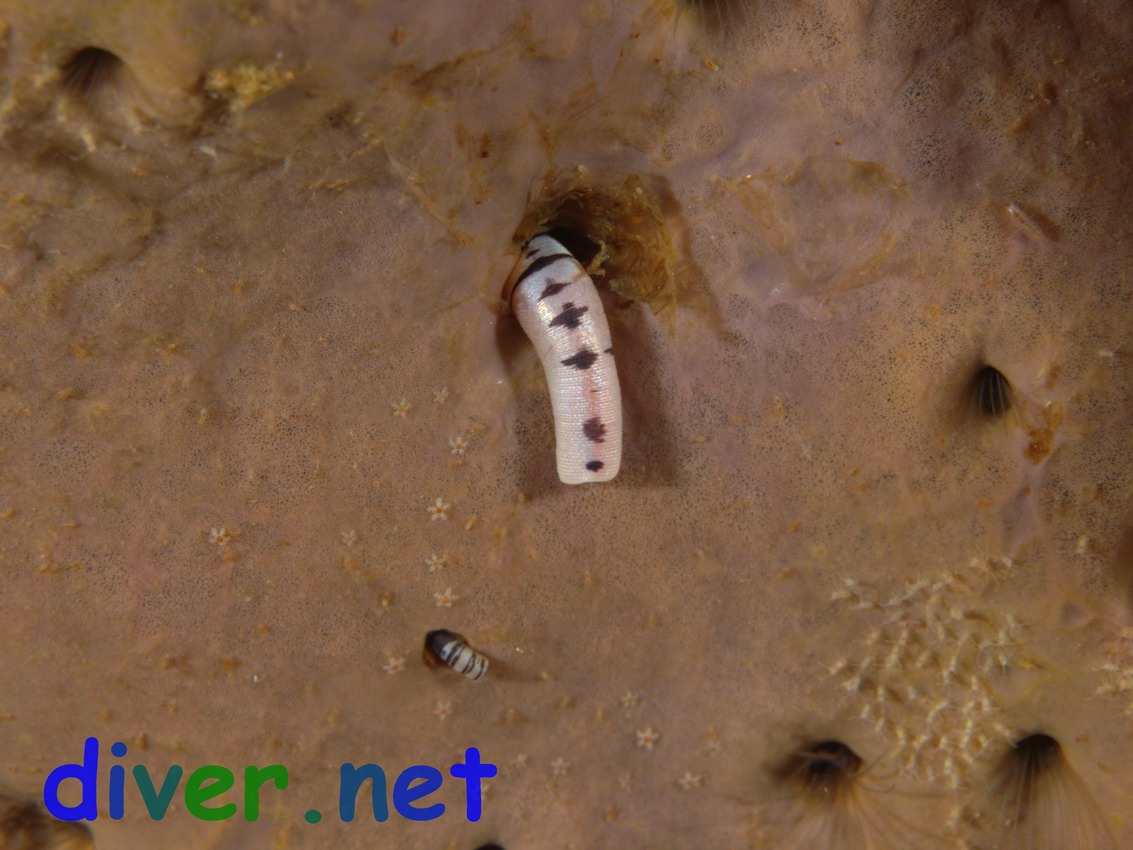 Phascolosoma agassizii (Pacific Peanut Worm) protruding from Spheciospongia confoederata (Gray Moon Sponge)