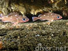 Sebastes umbrosus (Honeycomb Rockfish)