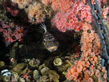 Sebastes carnatus (Gopher Rockfish) hiding next to the Sea Bass' anchor chain