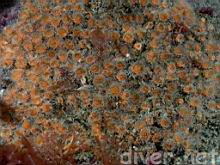 Astrangia lajollaensis (Colonial Cup Coral)