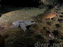 Pisaster giganteus (Giant Spined Star) & Parastichopus parvimensis (Warty Sea Cucumber)