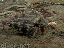 Paguristes ulreyi (Furry Hermit Crab )