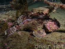 Scorpaena guttata (California Scorpionfish