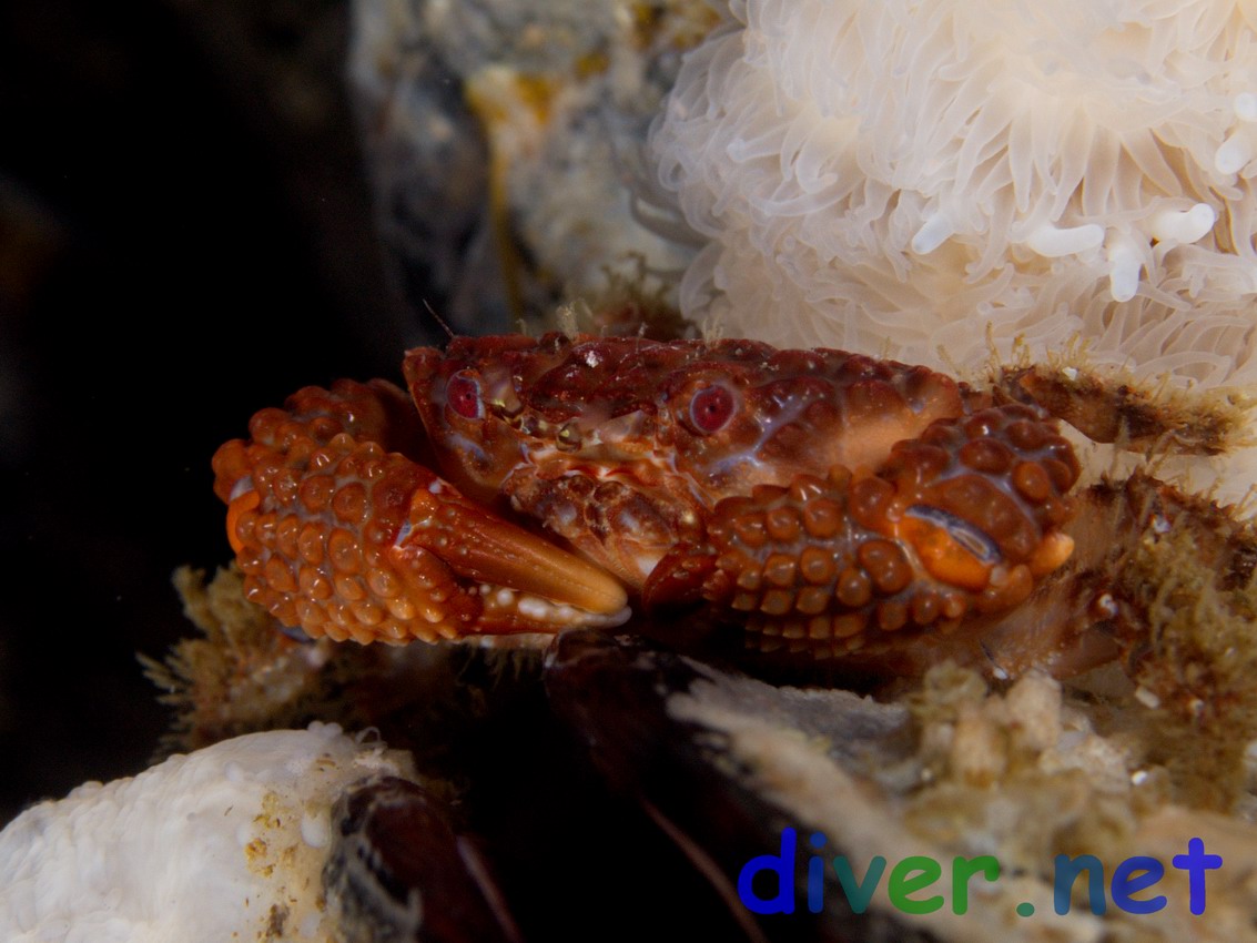 Paraxanthias taylori (Lumpy Crab) on Oil Rig Eureka