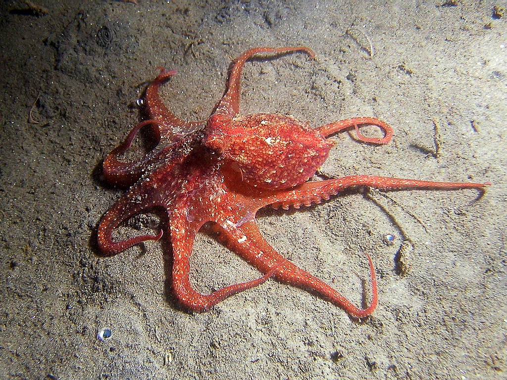 red octopus (Octopus rubescens)