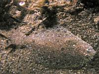 speckled sandab (Citharichthys stigmaeus)