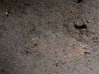 speckled sandab (Citharichthys stigmaeus)