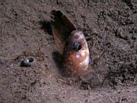 spotted cusk-eel (Chilara taylor)