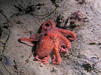 Pred octopus (Octopus rubescens)