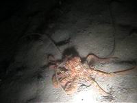 red octopus (Octopus rubescens) Quick Time Movie